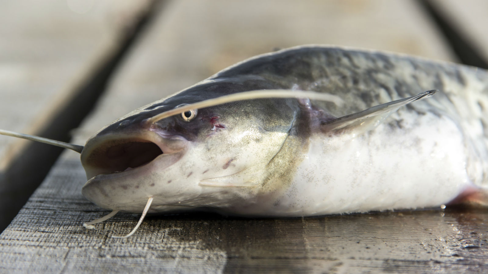 fresh fish serbia